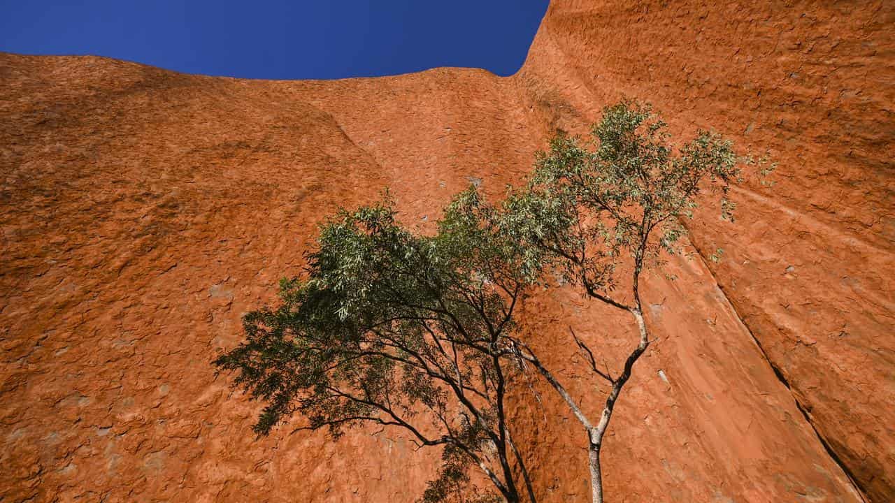 A tree beside Uluru (file image)