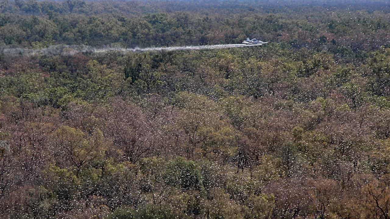 Aplane spraying a locust swarm in Queensland (file image)