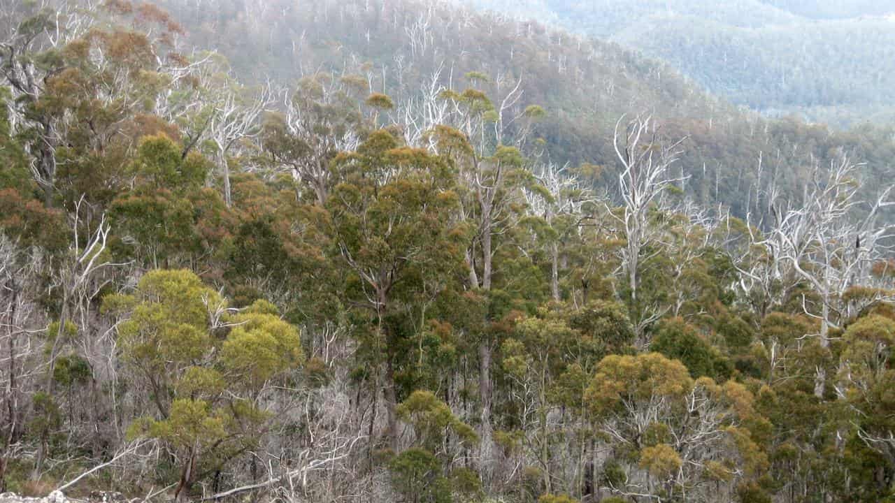 A bushwalking trail near Mt Wellington, Tasmania