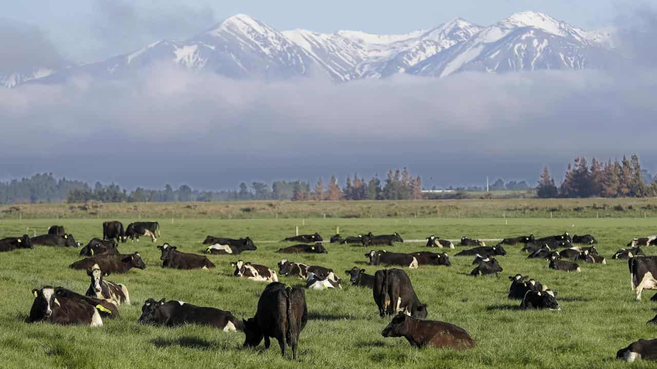 Cows in NZ