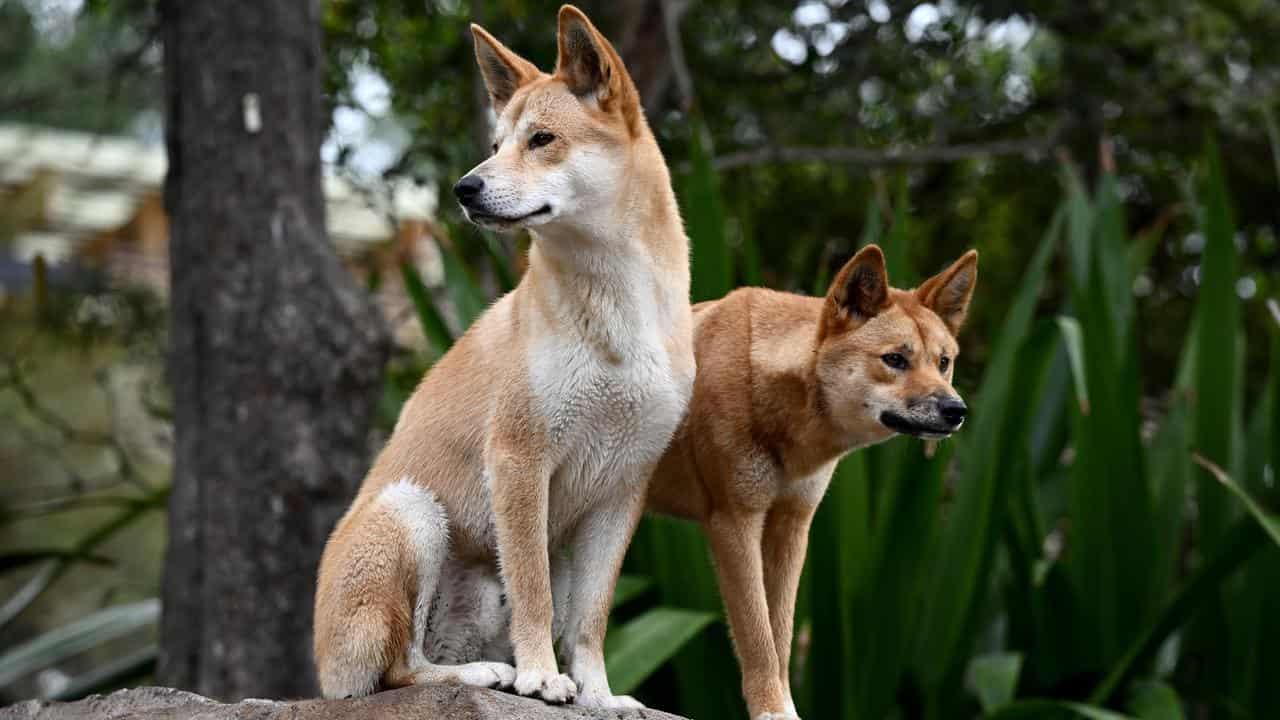 A pair of dingoes at Taronga Zoo in Sydney (file image)