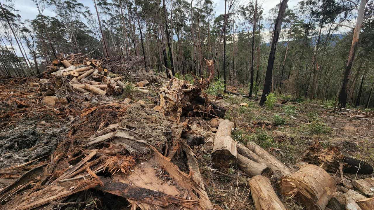 Logging in the Clouds Creek State Forest, NSW