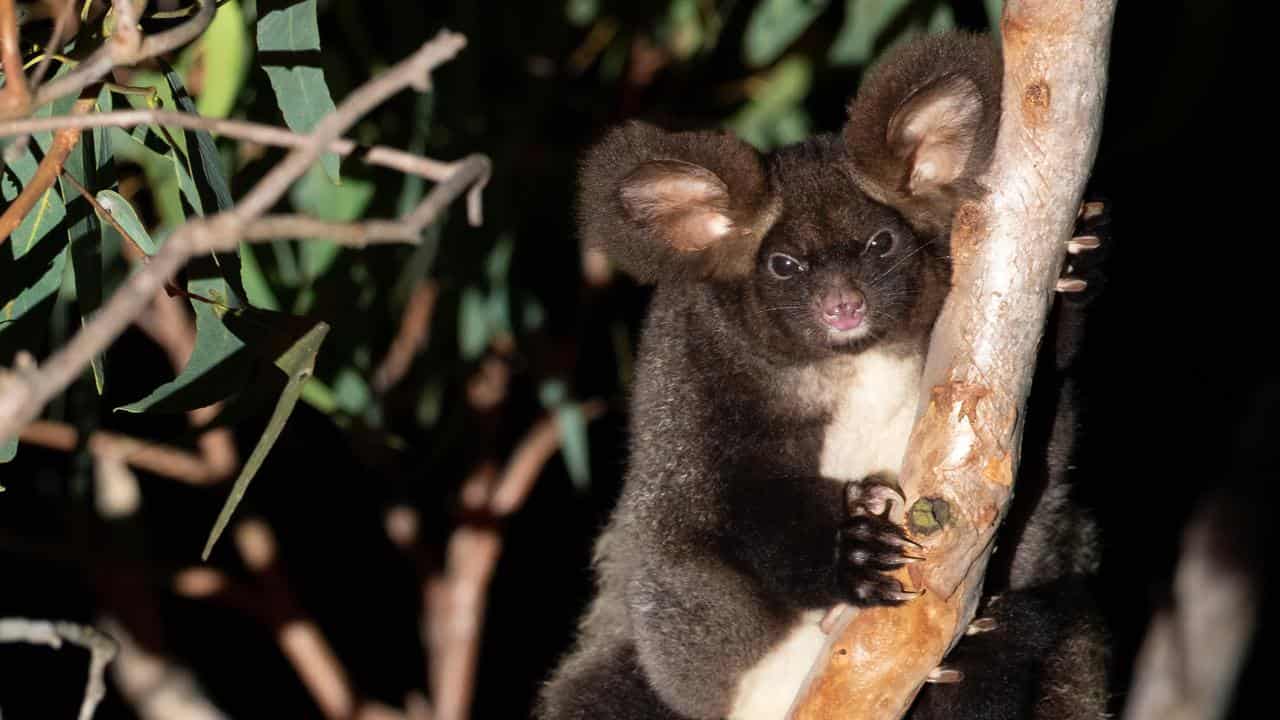 Greater glider, old growth forest south of Brisbane