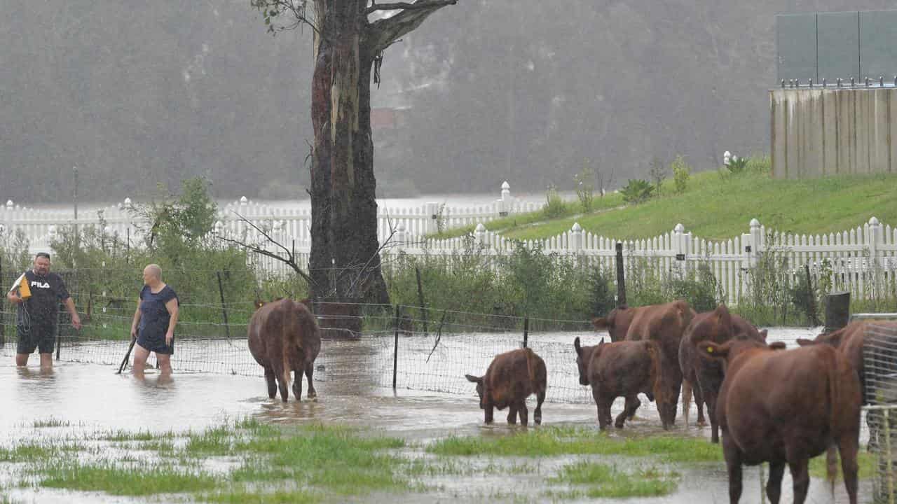 Farmers tend to stock during heavy rain in Sydney