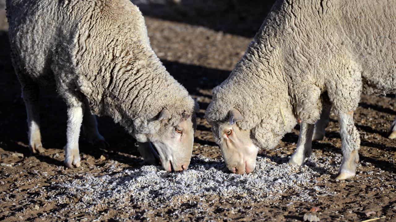 Sheep feed on bought cotton seeds at a drought sffected property