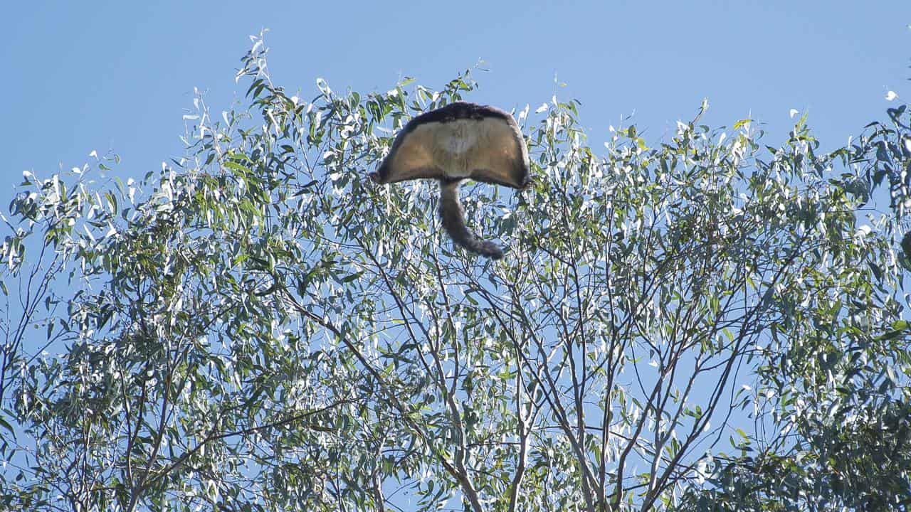 A greater glider