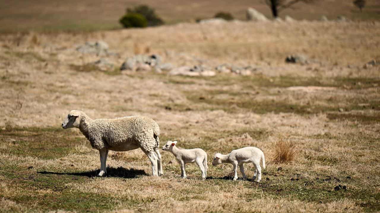 A ewe and her lambs on James Clarke's drying-out farm.