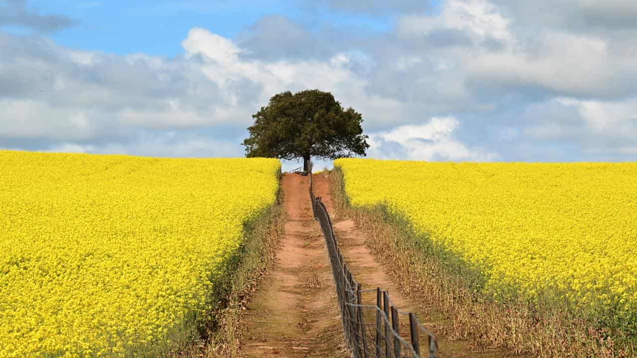 Canola crops near the New South Wales town of Harden