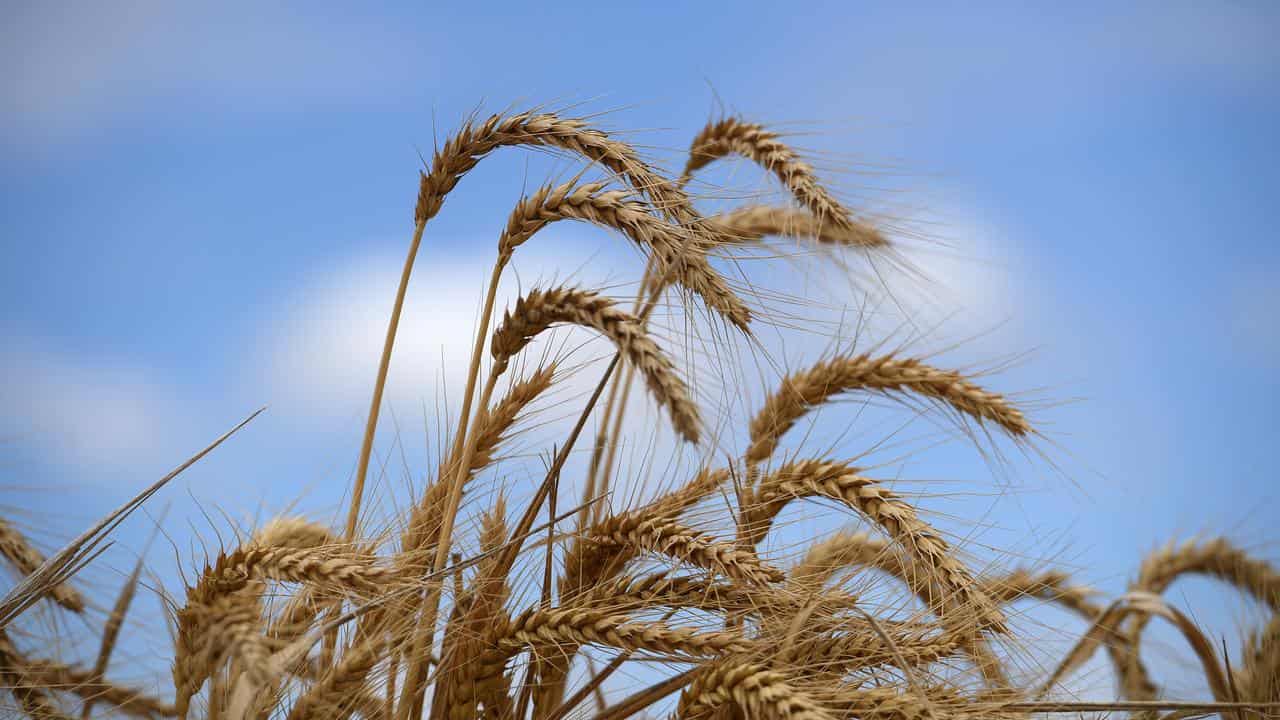 Wheat on the property of grain producer Matthew Madden near Moree