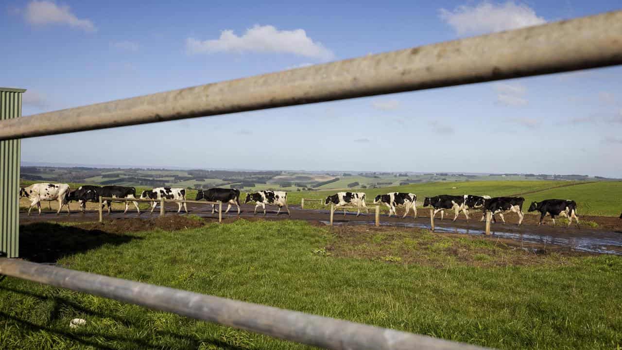 Cows head to the milking shed on a Victorian farm.