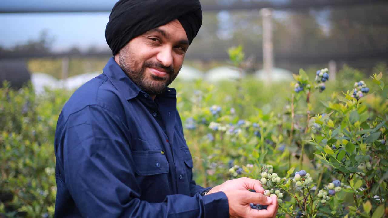 Blueberry farmer 