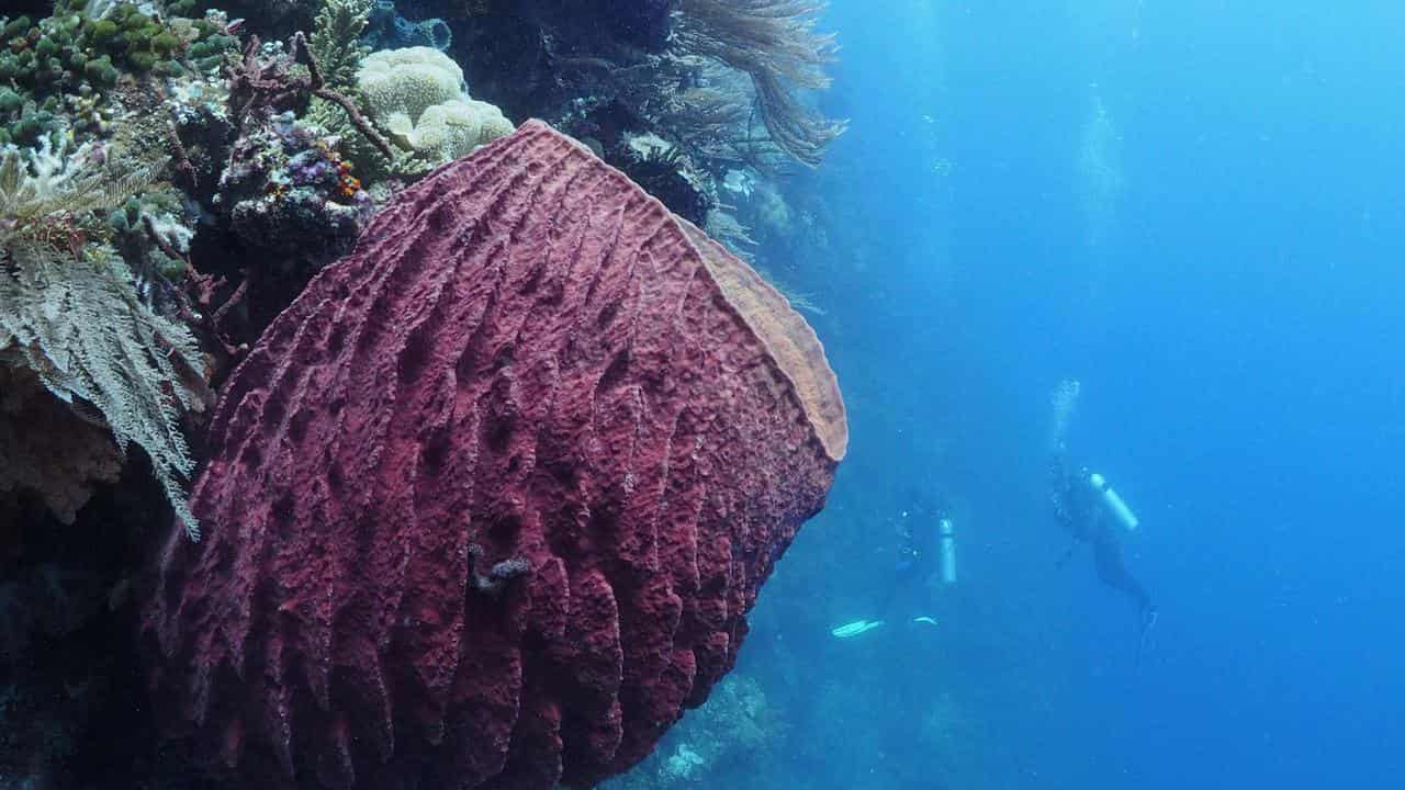 Coral reefs around Timor-Leste