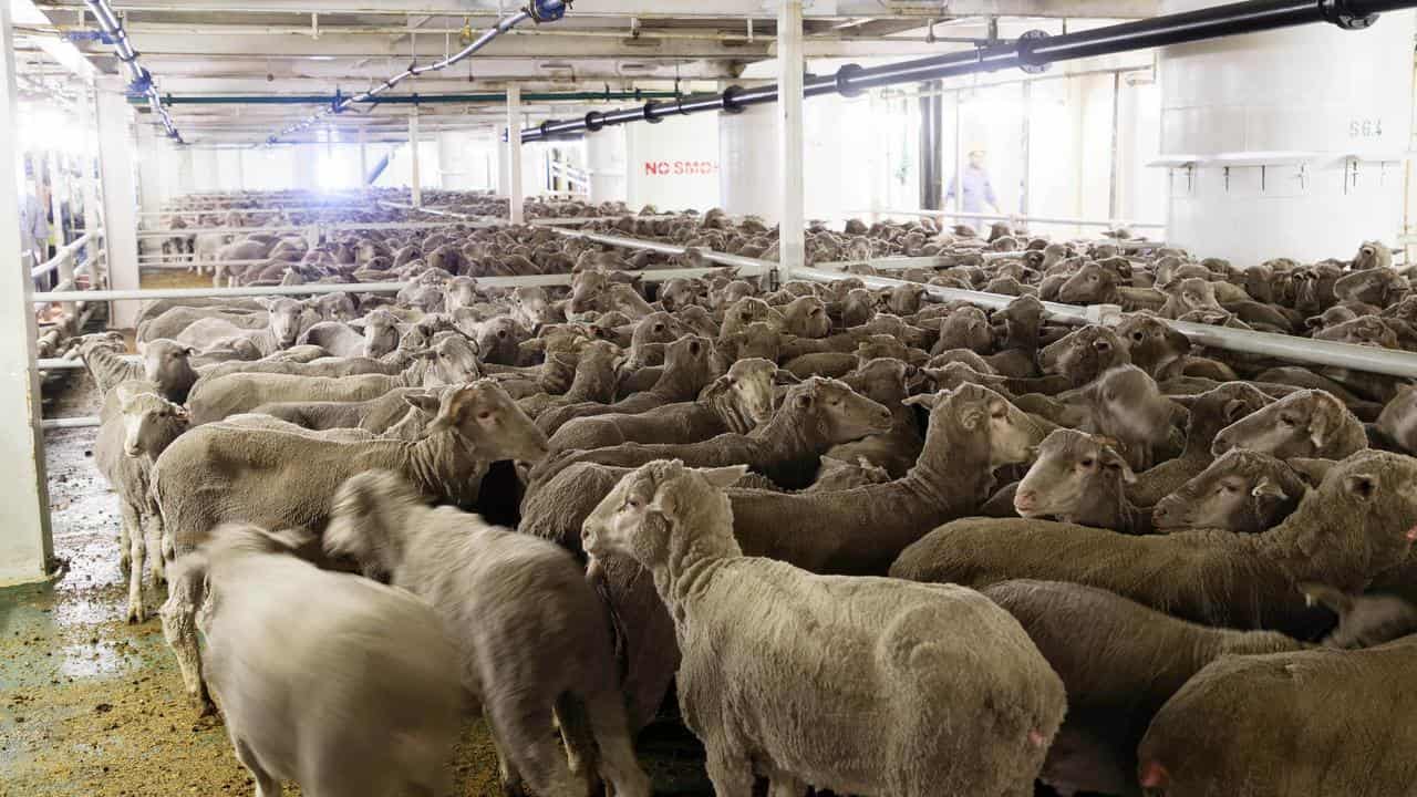 Live sheep export 