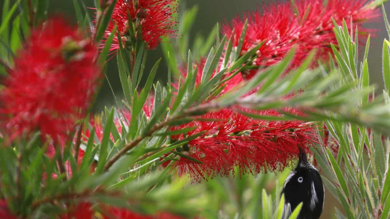 Bottle brush 