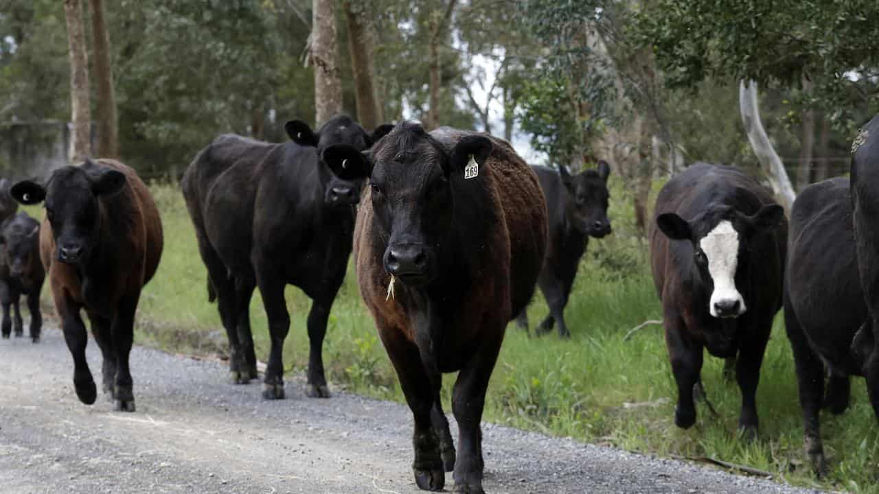 Cattle Cesar Melhem's farm