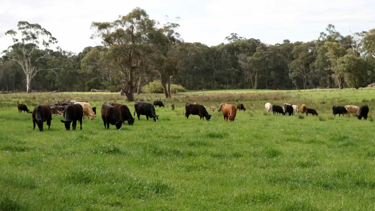 Cattle grazing