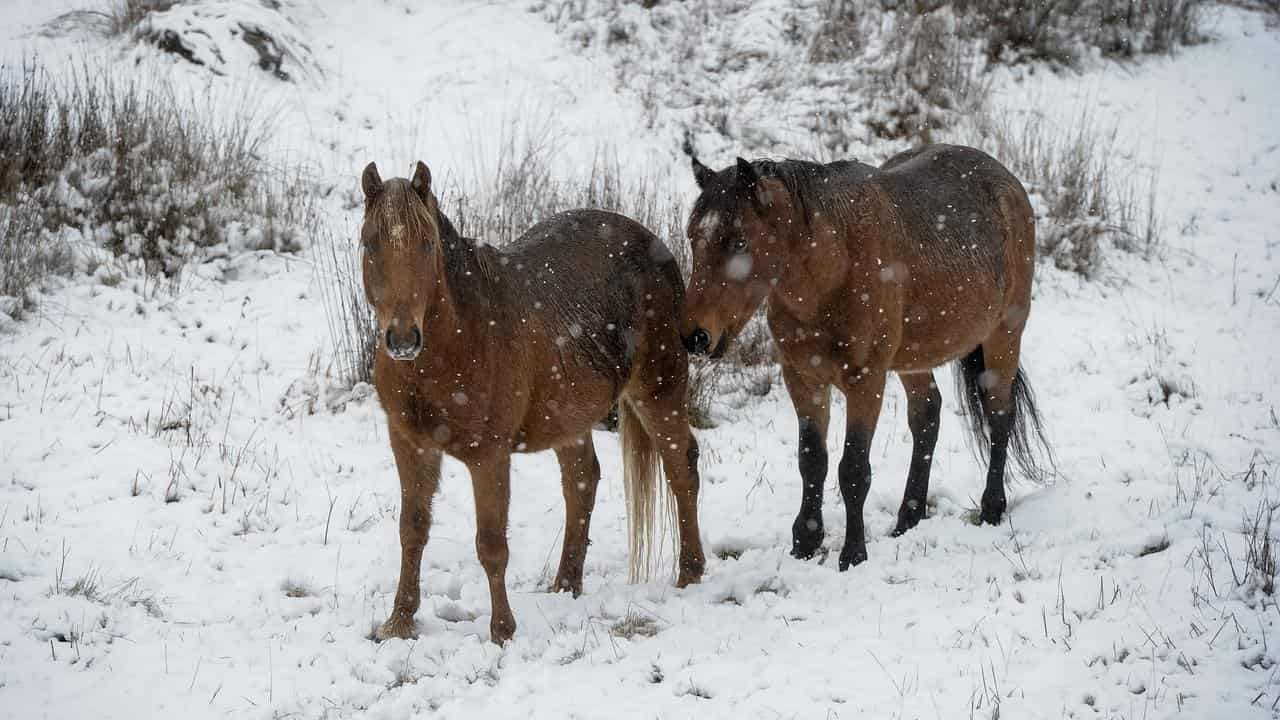 A pair of brumbies in Kosciuszko National Park (file image)