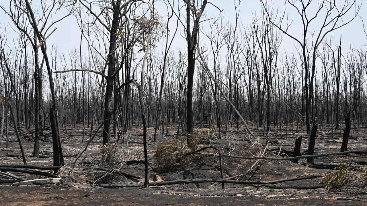 Burnt out bush at Tara