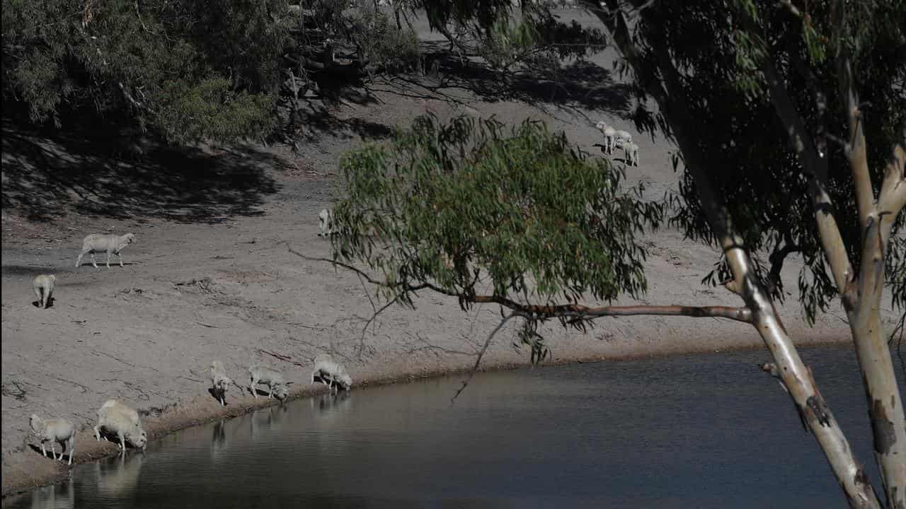 Sheep drink from a pond on the Darling River