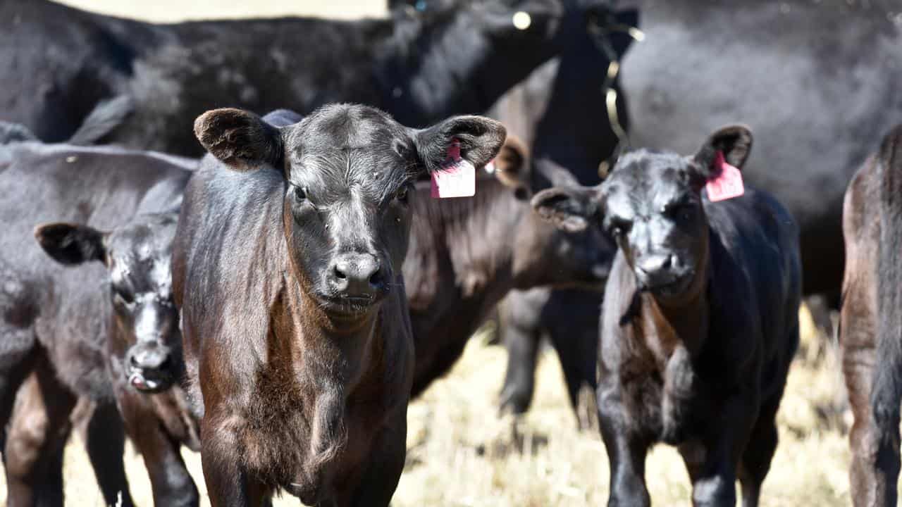 Cattle on a property (file image)