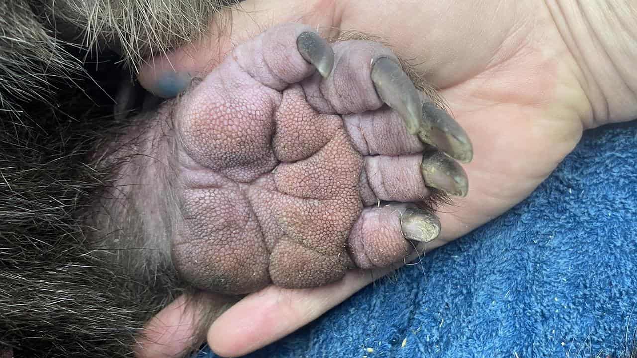 A wombat paw being held by a human hand.