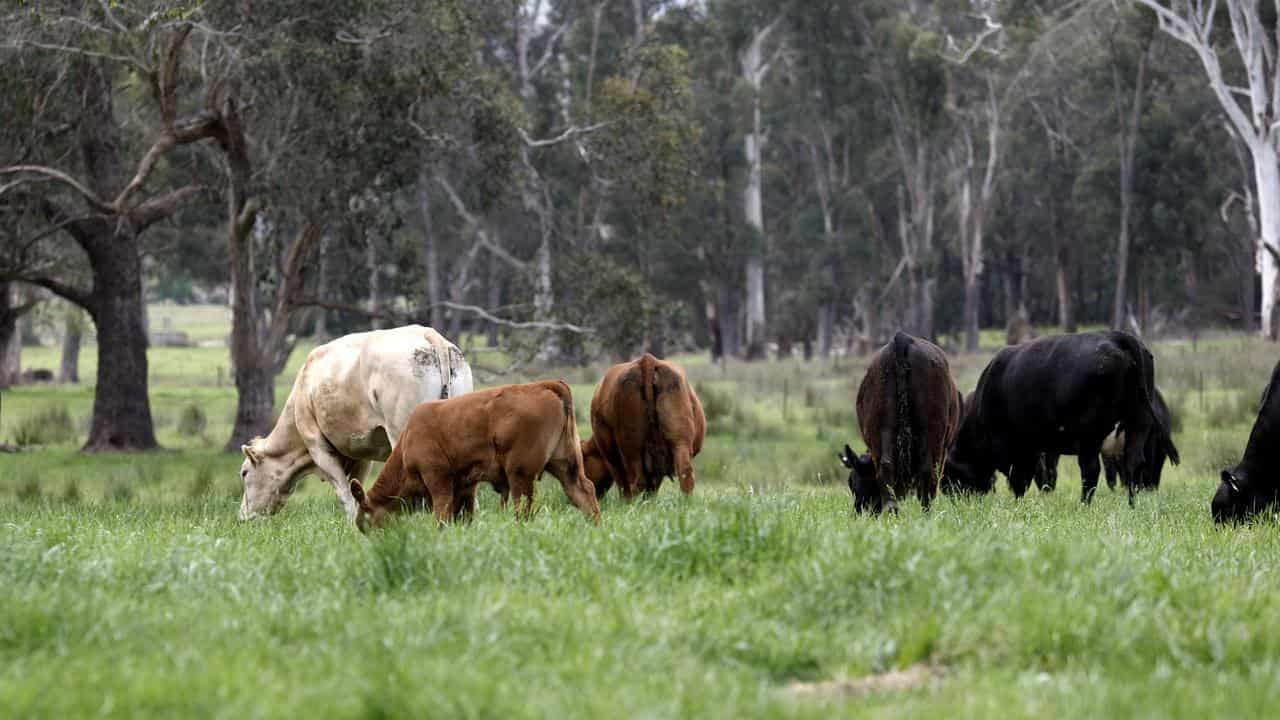 Cattle grazing