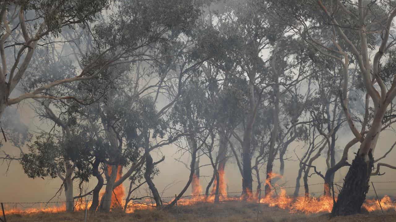 A bushfire near Bredbo, NSW, in February 2020.