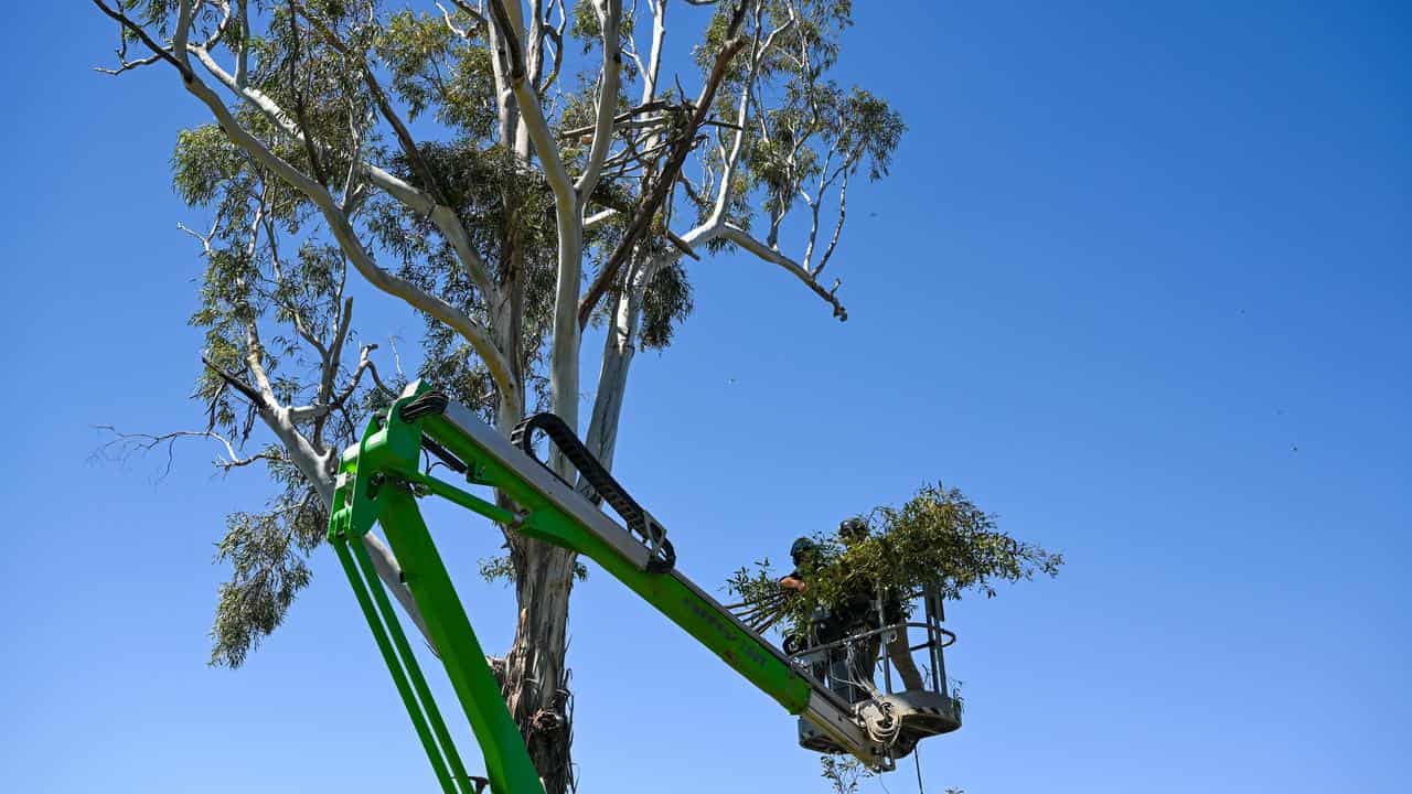 A raptor recovery platform being installed in a tree at Two Thumbs.