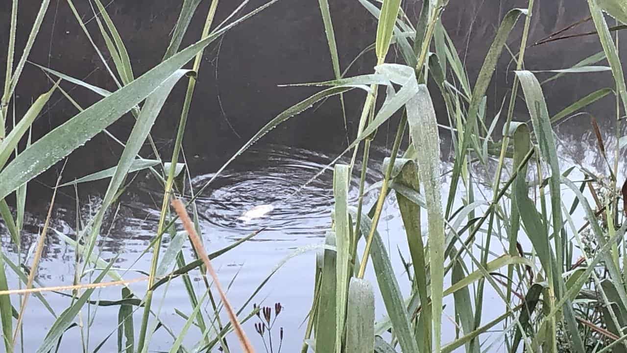 A white-bodied playpus discovered in a NSW stream