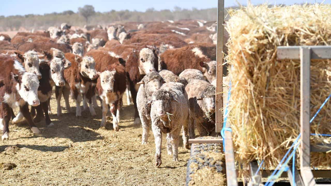 Stock gather to feed at Langawirra Station north of Broken Hill