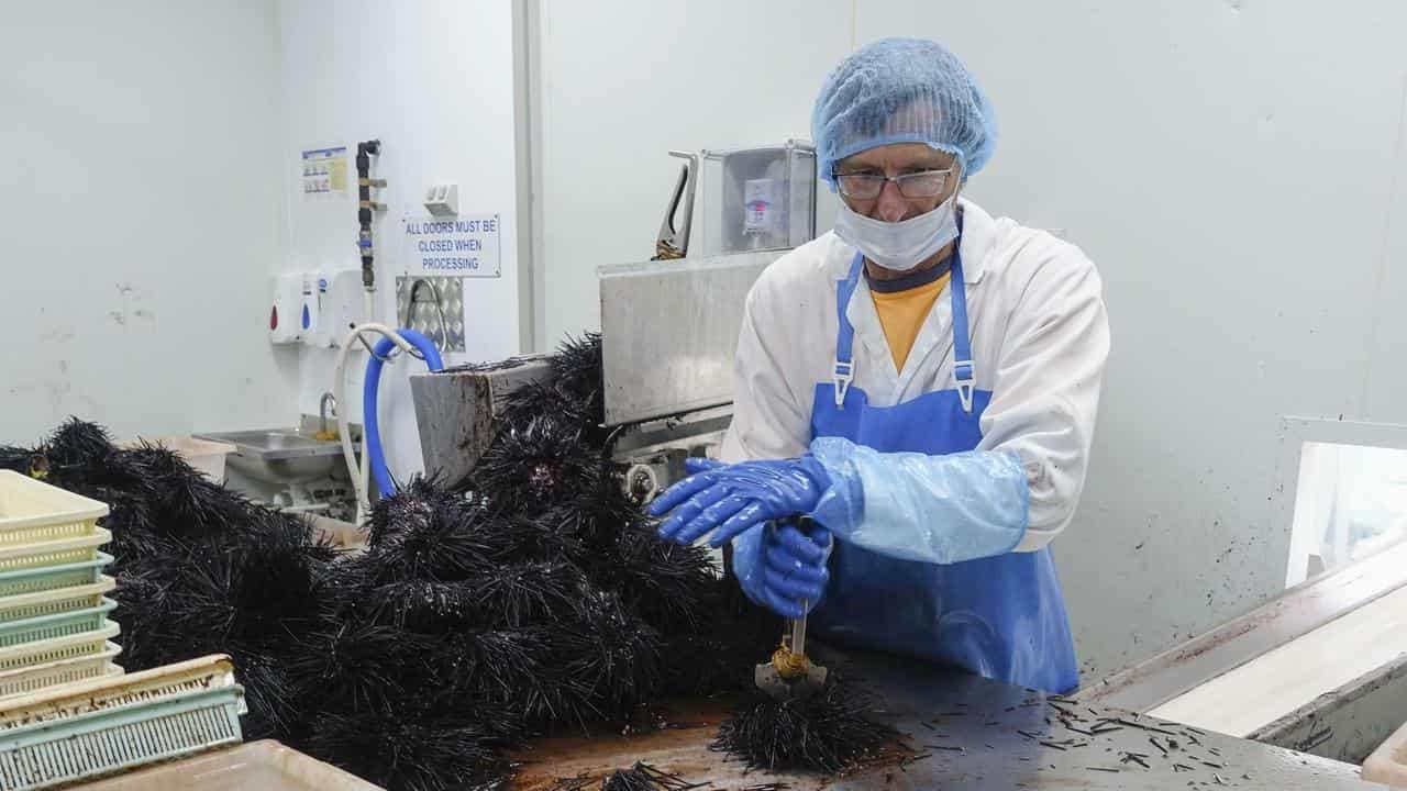 A worker crack opens the shell of a Tasmanian sea urchin