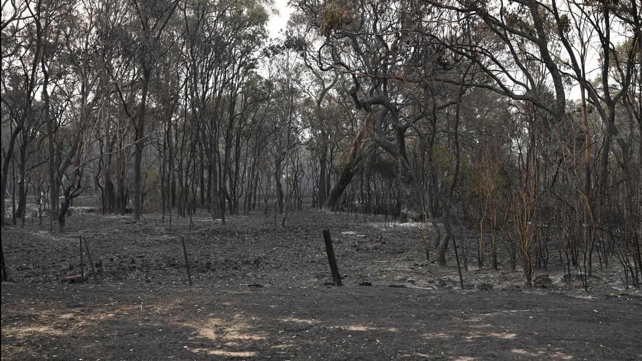 Queensland bushfires