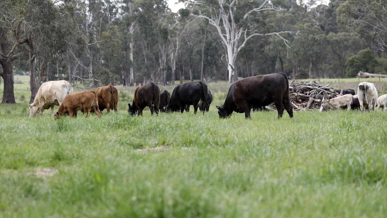 cattle farm