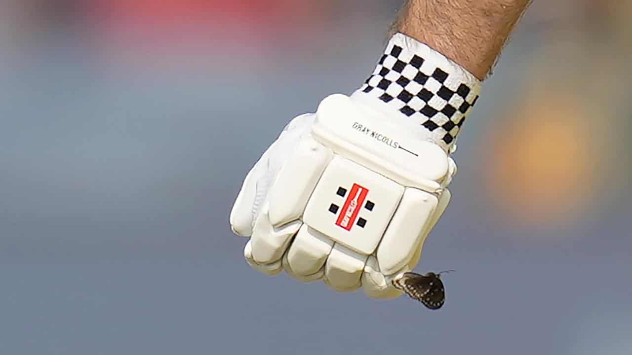 Butterfly lands on Marsh's glove