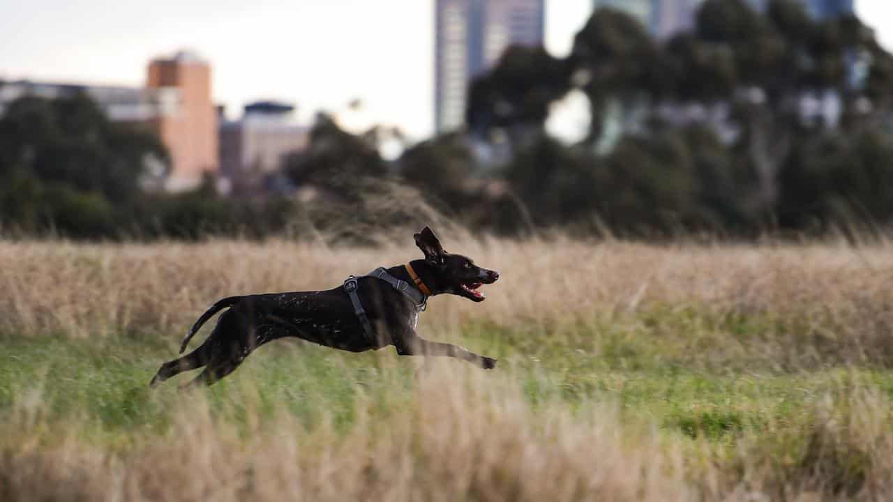 Dog runs in park