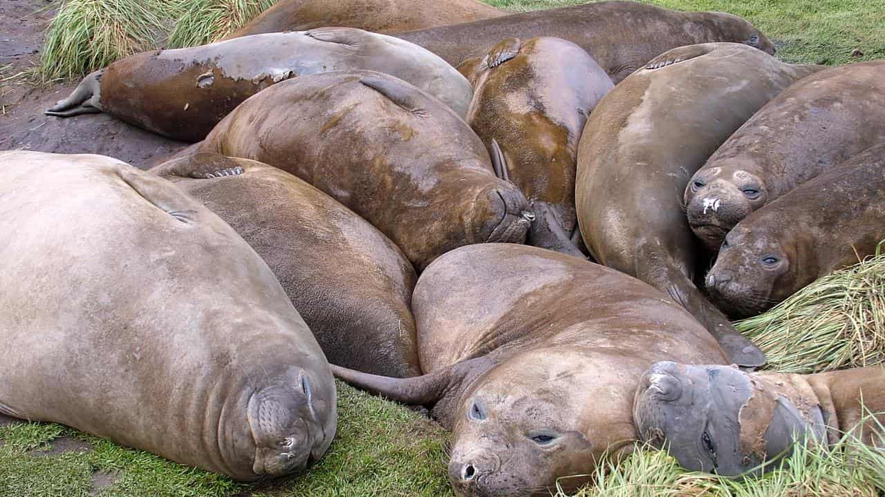 Elephant seals, South Georgia