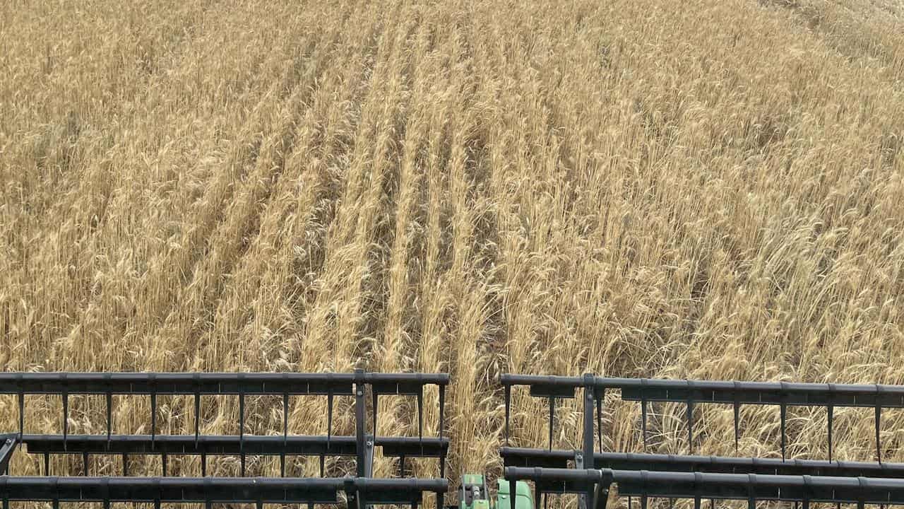 Barry Large harvesting wheat at his WA property