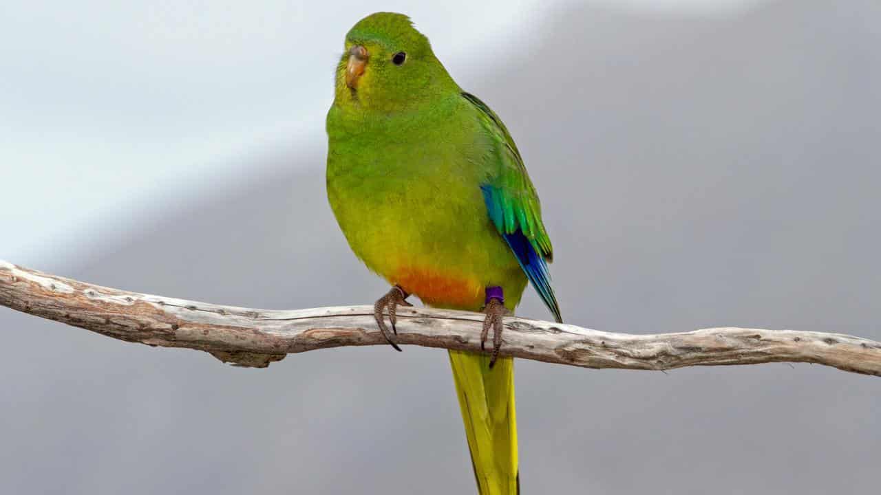 The rare orange-bellied parrot