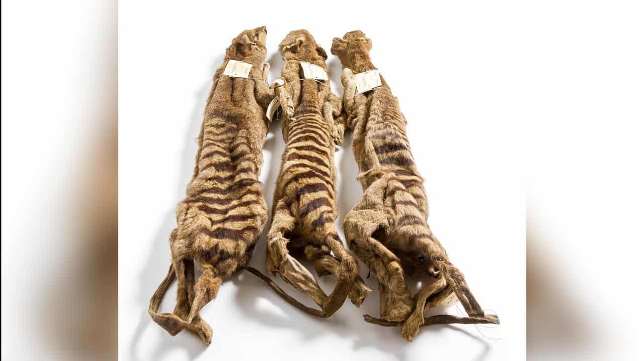 Thylacine skins 