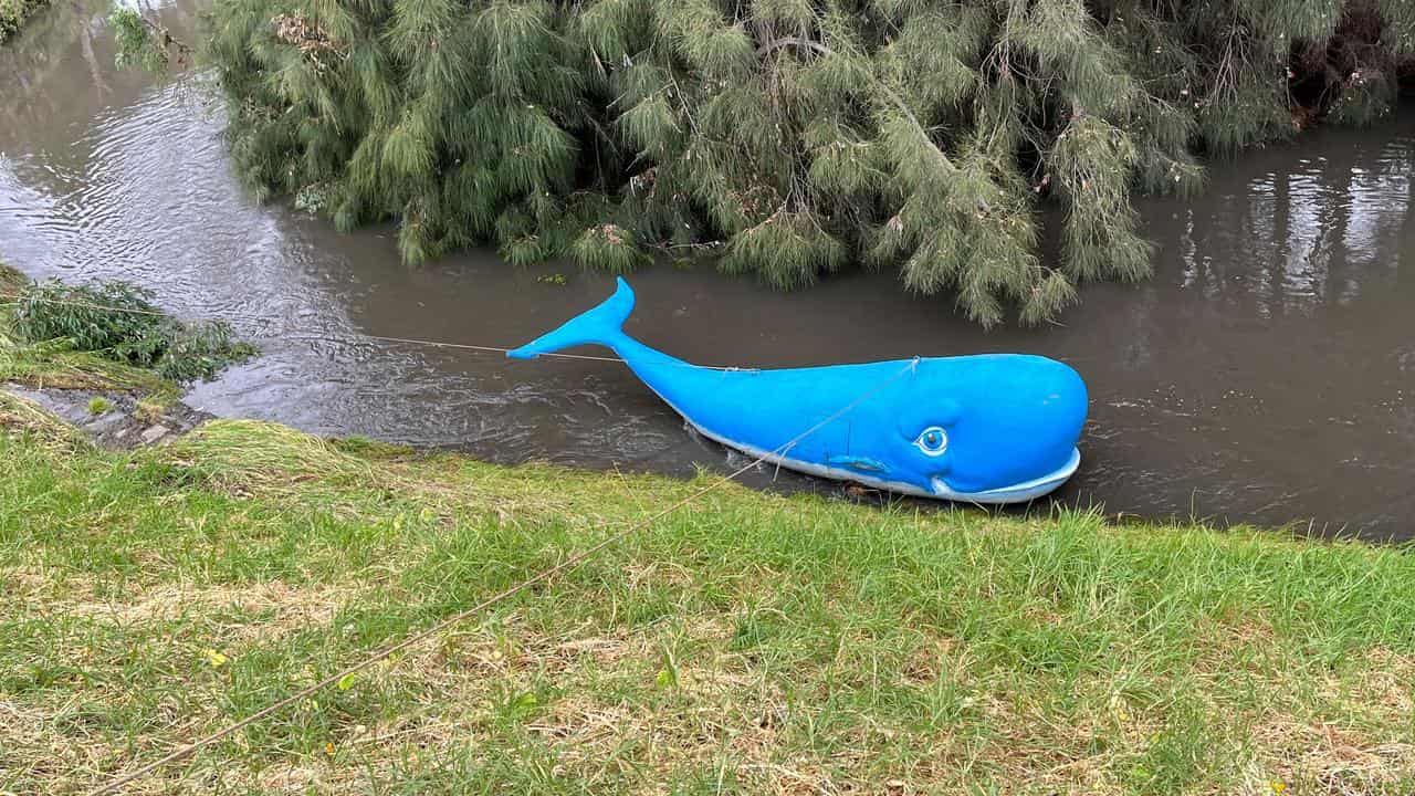 Whale Xmas decoration washed down the River Torrens