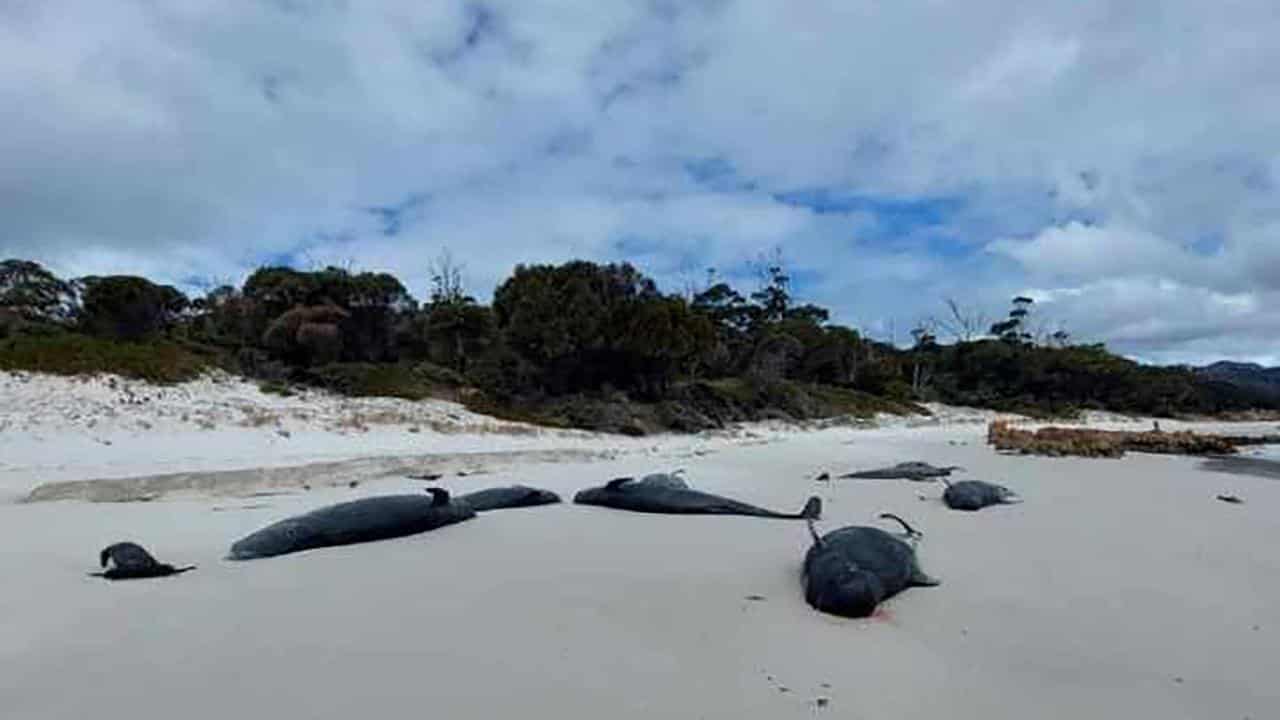 Numerous dead whales on beach