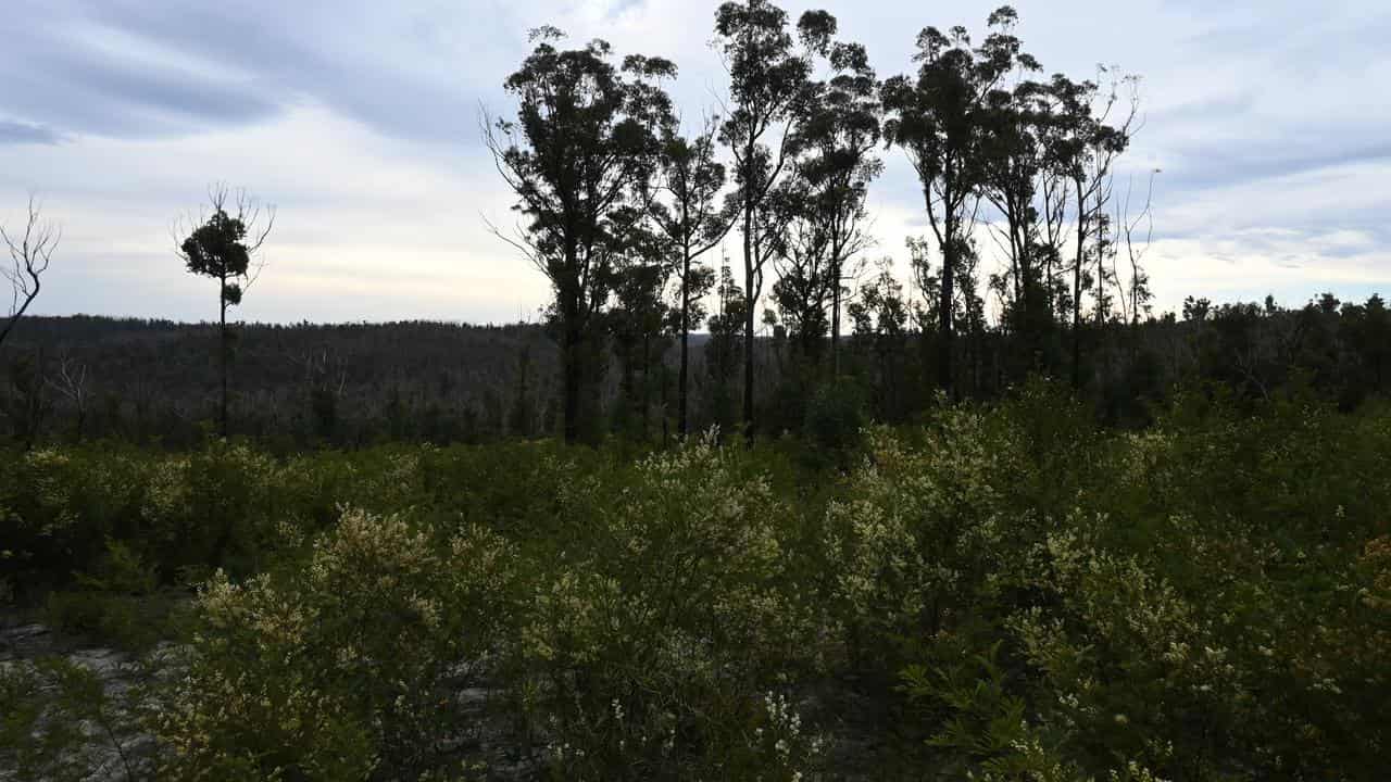 Biodiversity Victoria 