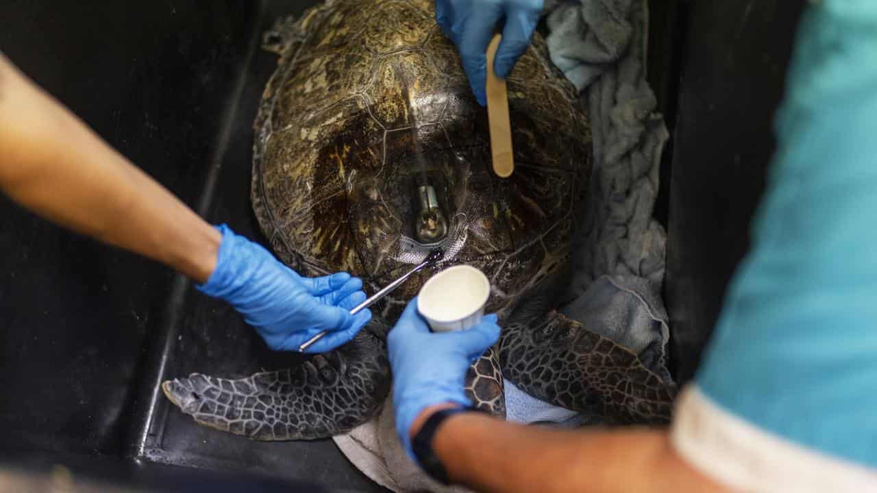 A tracker being attached to the shell of a turtle.