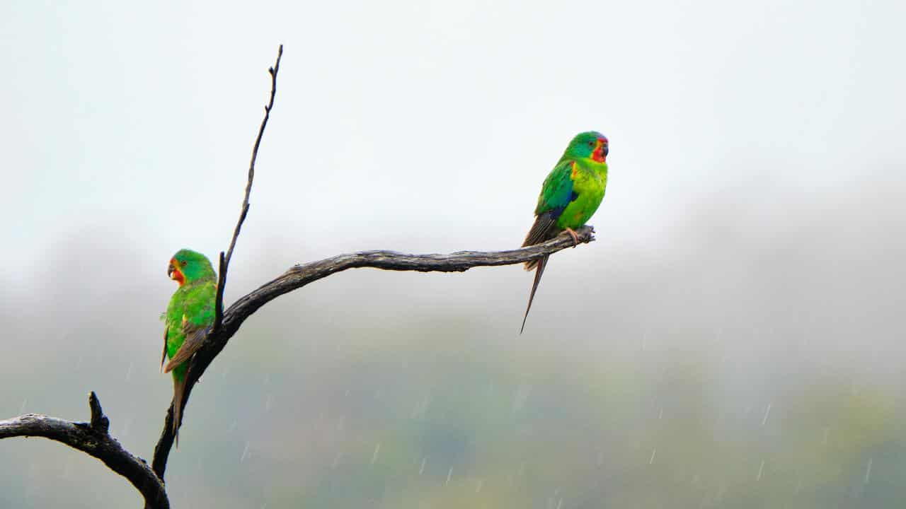 The critically endangered Swift Parrot.