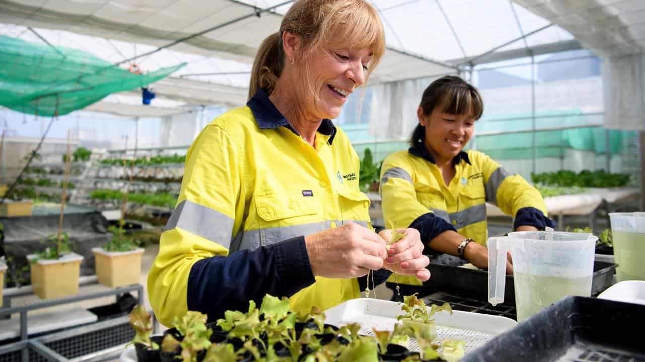 Green Space Tech employees sort through hydroponic vegetables