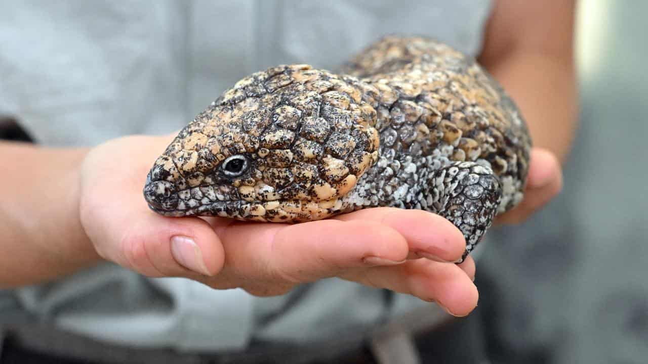 A shingleback lizard.