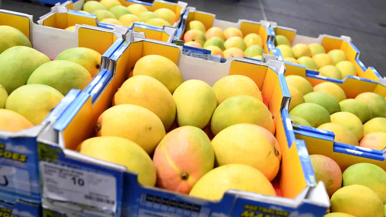 Trays of mangos