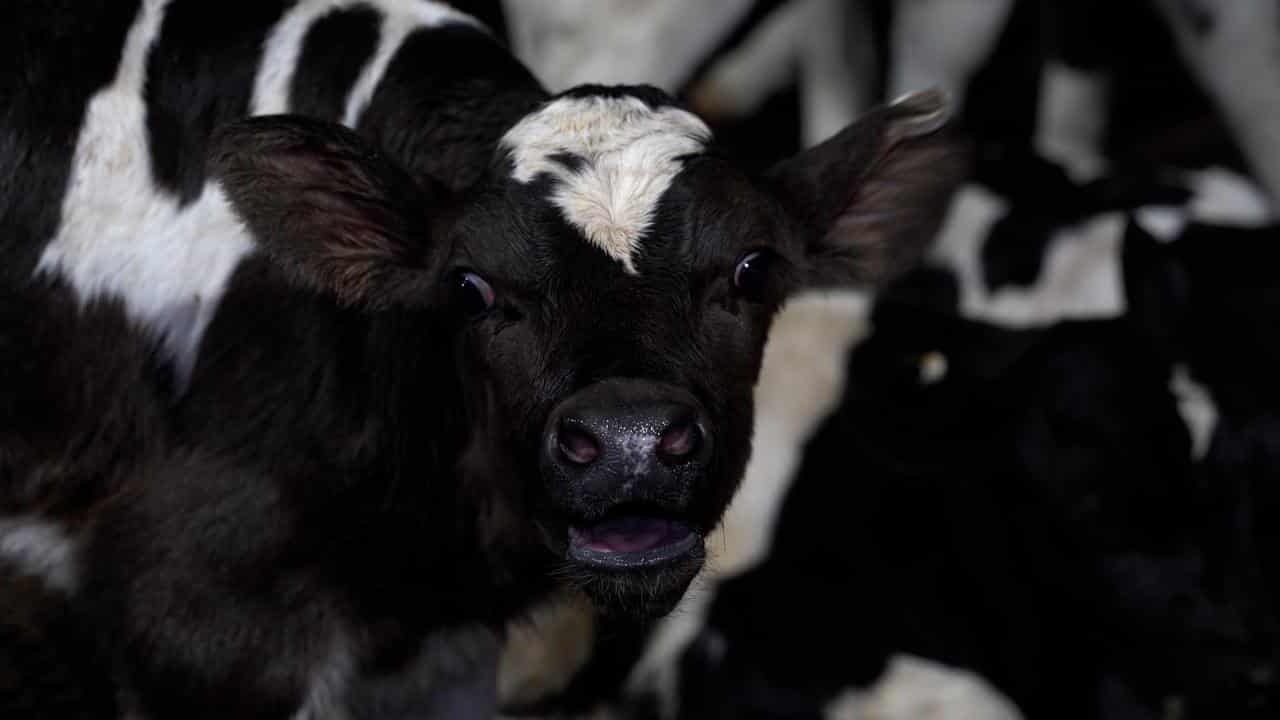 Calves for slaughter at Tasmanian Quality Meats