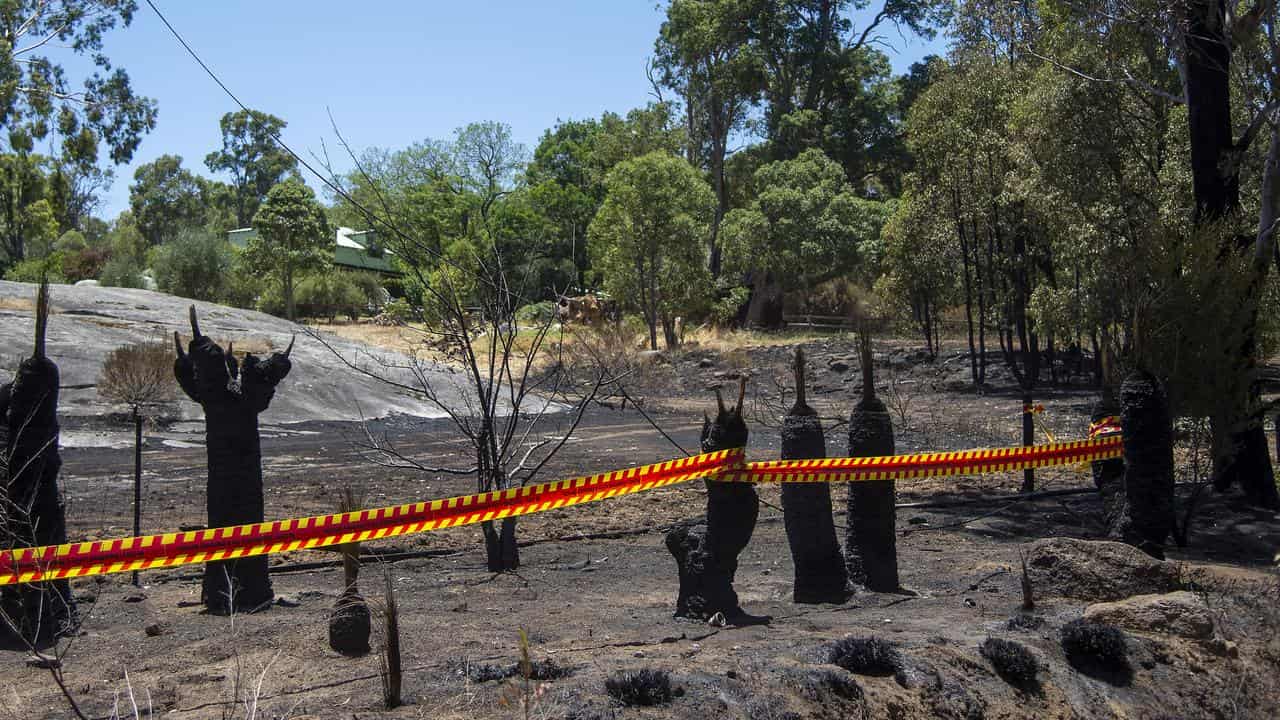 Burnt trees and shrubbery