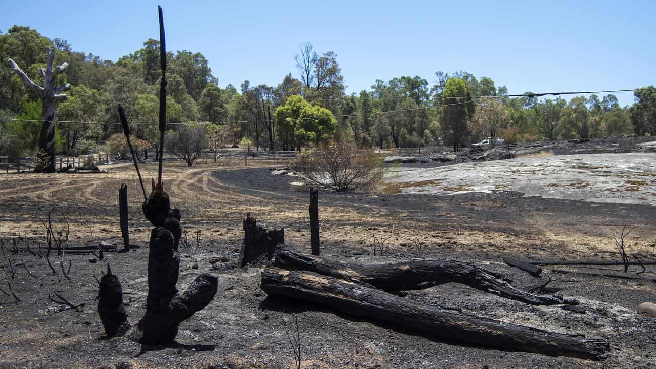 Burnt trees and shrubbery